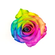 Dyed Roses