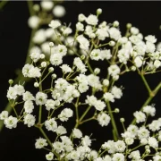 Gypsophila