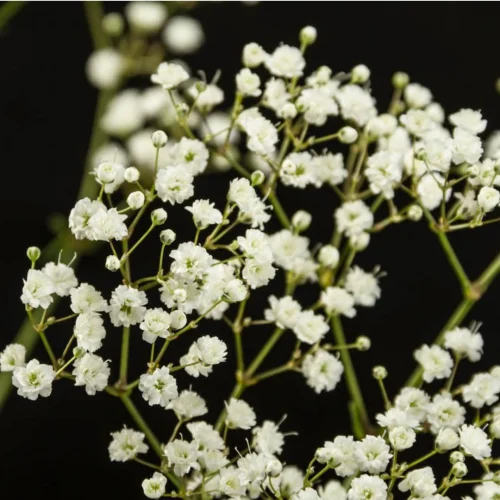 Gypsophila