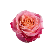 Bicolor Orange Roses