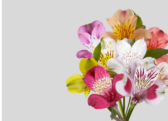 Preserved Sunflowers