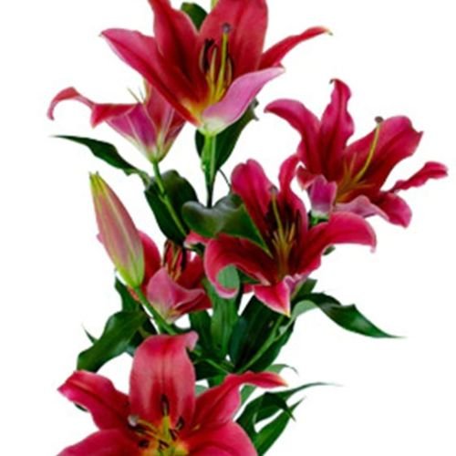 Oriental Lilies