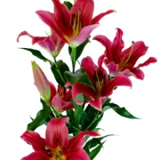 Oriental Lilies