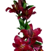 Oriental Lilies