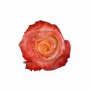 Bicolor Orange Roses