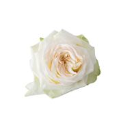 Garden Roses & Garden Type Roses