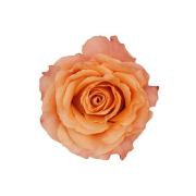 Bicolor Orange Roses