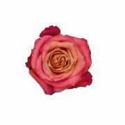 Bicolor Orange Roses