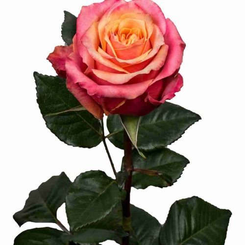 Bicolor Orange Roses