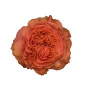 Garden Roses & Garden Type Roses