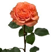 Garden Roses & Garden Type Roses