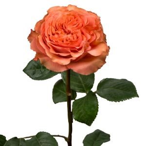 Garden Roses & Garden Type Roses