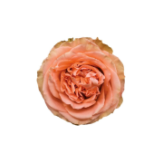 Garden Roses & Garden Type Roses