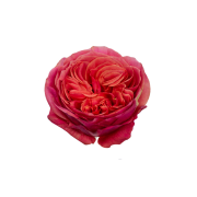 Garden Roses & Garden Type Roses