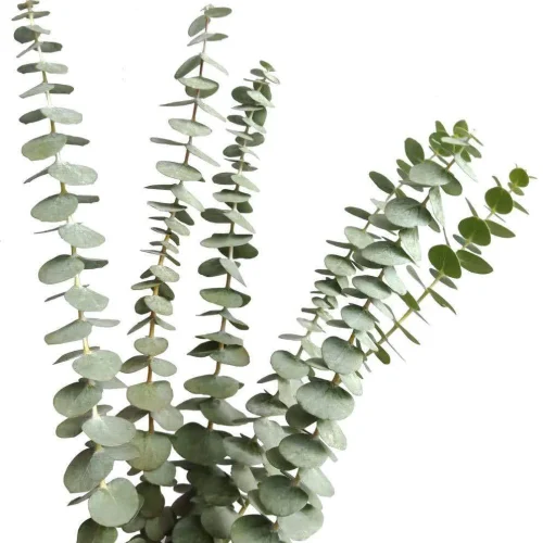 Eucalyptus
