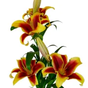 Oriental Lilies