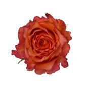 Garden Roses & Garden Type Roses