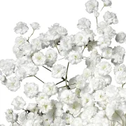 Gypsophila