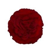 Garden Roses & Garden Type Roses