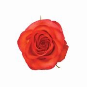 Bicolor Orange Roses