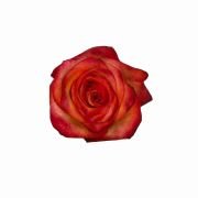 Bicolor Yellow Roses