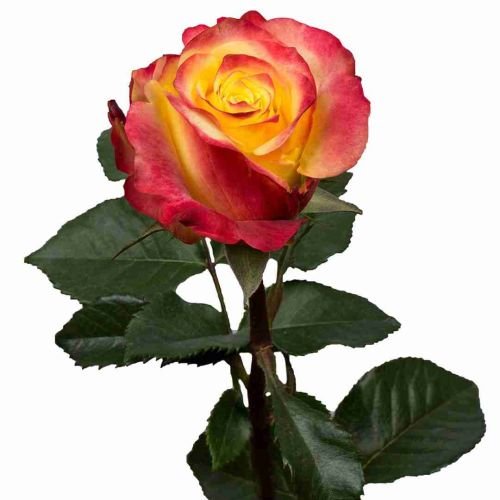 Bicolor Yellow Roses