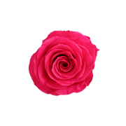 Hot Pink Roses