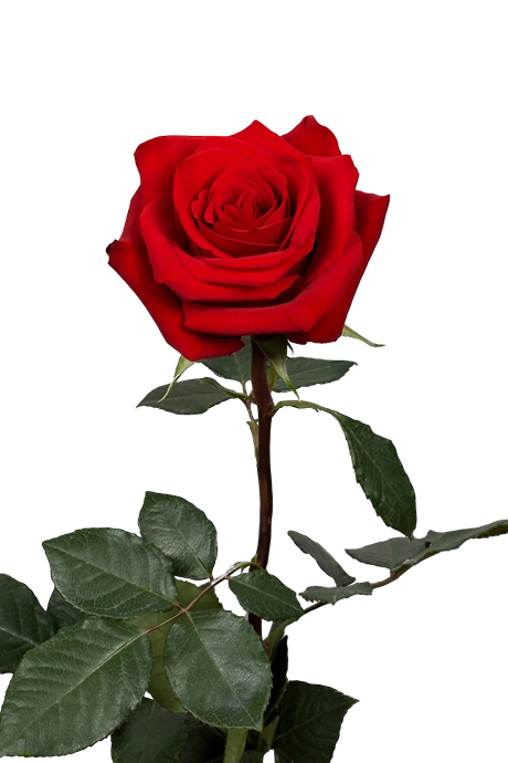 IMG_2237-Cupido_1000x 1