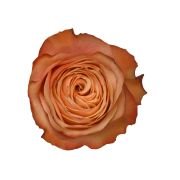 Garden Roses & Garden Type Roses