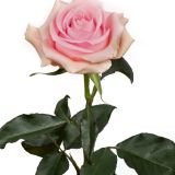 Light-Pink-Roses-scaled-1.jpg