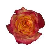 Garden Roses & Garden Type Roses