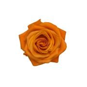 Orange Roses