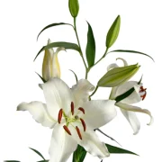 Oriental Lilies