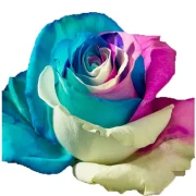 Dyed Roses