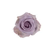 Lavender Roses
