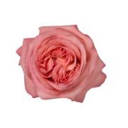 Garden Roses & Garden Type Roses