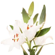 Oriental Lilies