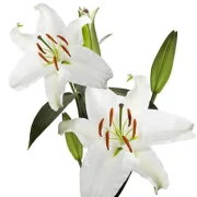 Oriental Lilies
