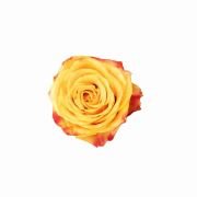 Bicolor Yellow Roses