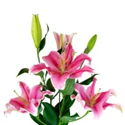 Oriental Lilies