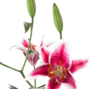 Oriental Lilies