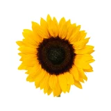 Sunflower.webp