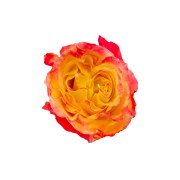 Garden Roses & Garden Type Roses