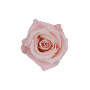 Light Pink Roses