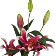 Oriental Lilies