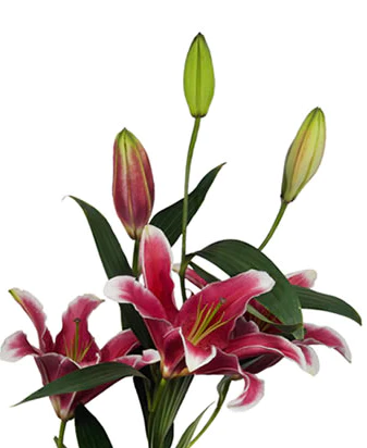 Oriental Lilies