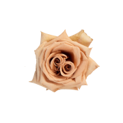 Cream & Sandy Roses