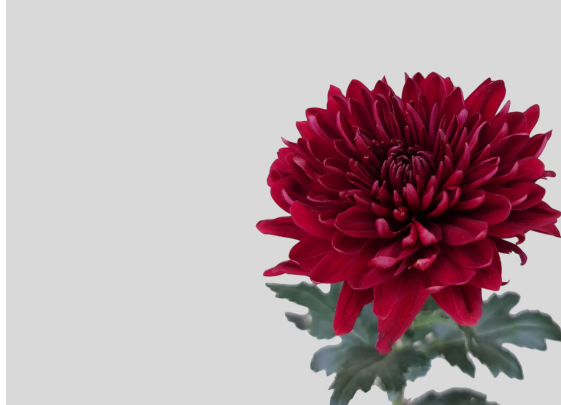 Summer Flowers Selection