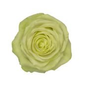 Garden Roses & Garden Type Roses