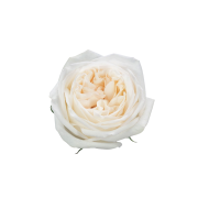 Garden Roses & Garden Type Roses